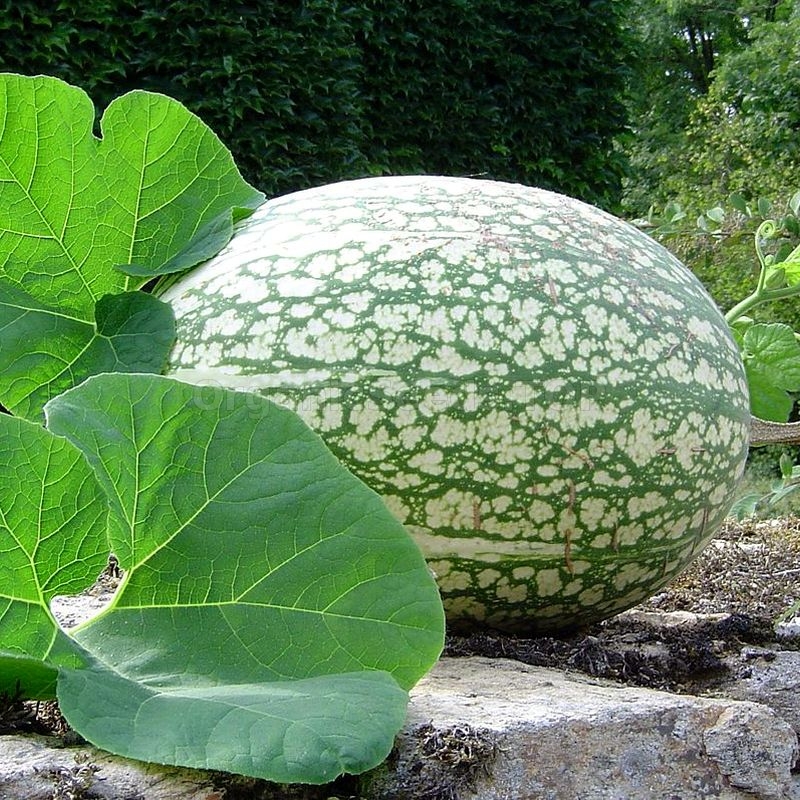 Organic Chilacayote Seeds (Cucurbita Ficifolia) - Shipping is free for