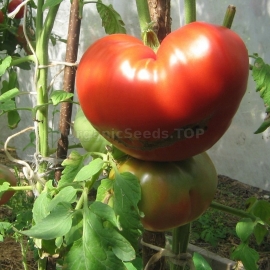 «Paradisaic delight» - Organic Tomato Seeds