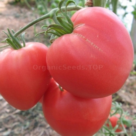 «Bull heart pink» - Organic Tomato Seeds