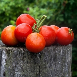 «Denis» - Organic Tomato Seeds
