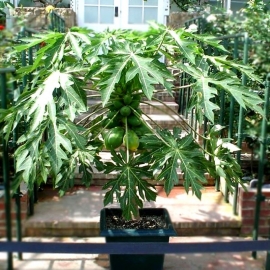 Common Pawpaw Seeds (Carica Papaya)