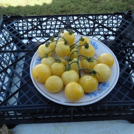«Gnocchi di Limone» - Organic Tomato Seeds