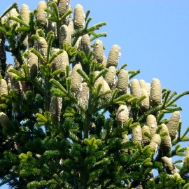 Cilician Fir Seeds (Abies Cilicica)