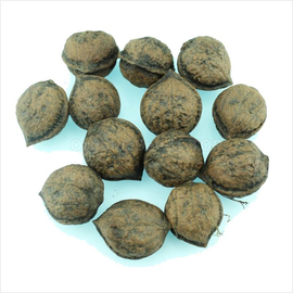 Heart Nut Seeds (Juglans Cordiformis)