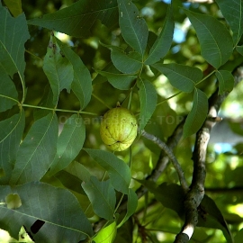 Kingnut Hickory Seeds (Carya Laciniosa)