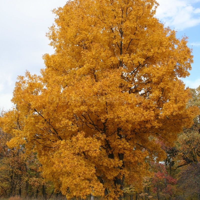 Bitternut Hickory Seeds Carya Cordiformis Shipping Is Free For Orders Over 35