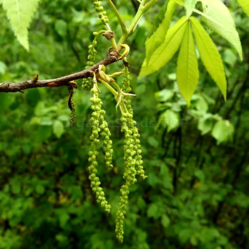 Bitternut Hickory Seeds Carya Cordiformis Shipping Is Free For Orders Over 35