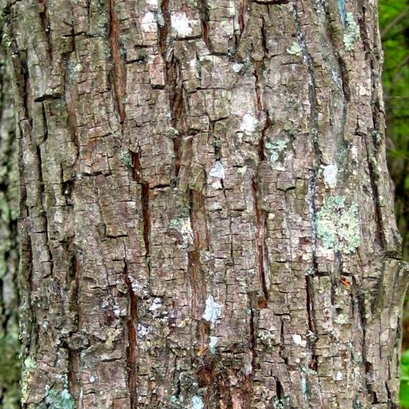 Bitternut Hickory Seeds Carya Cordiformis Shipping Is Free For Orders Over 35