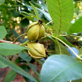 Bitternut Hickory Seeds (Carya Cordiformis)
