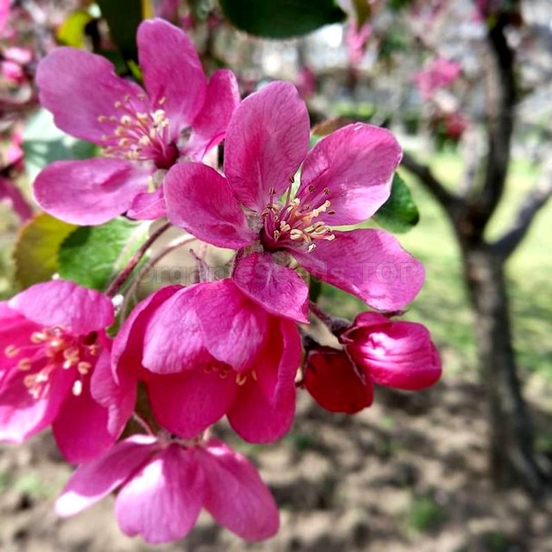 Pink Lady Apple Tree Organic Seeds, 5 Count Apple Tree Seed, Red Apple Tree  Plant Seeds for Garden and Pot, Non-gmo Heirloom -  Sweden