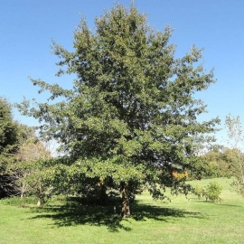 Organic Shingled Oak Seeds (Quercus imbricaria)