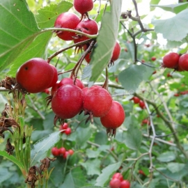 Organic Scarlet Hawthorn Seeds (Crataegus coccinea)