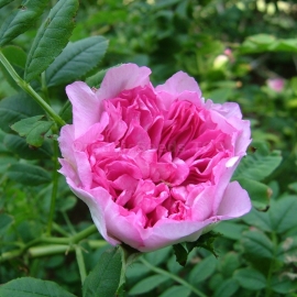 Organic Roxburgh Rosehip Seeds (Rosa roxburghii)