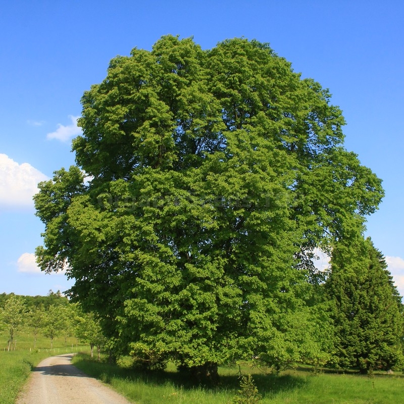 Images Organic Broadleaf Linden Seeds (Tilia platyphyllos) - Shipping ...