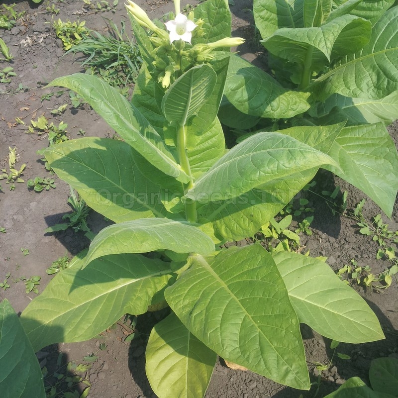 Burley Yellow But Twist» - Heirloom Tobacco Seeds