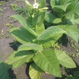 «Burley Yellow But Twist» - Heirloom Tobacco Seeds