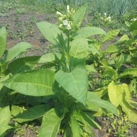 «Virginia Gold» - Heirloom Tobacco Seeds