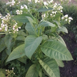 «Virginia Dark» - Heirloom Tobacco Seeds