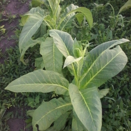 «Bolivian Criollo Black» - Heirloom Tobacco Seeds