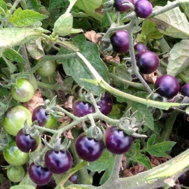 «Blueberry» - Organic Tomato Seeds