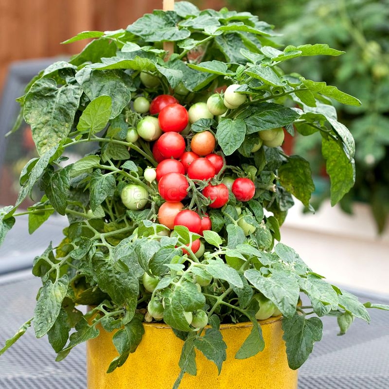 «Sweet 'N Neat Scarlet» - Organic Tomato Seeds - Shipping is free for ...