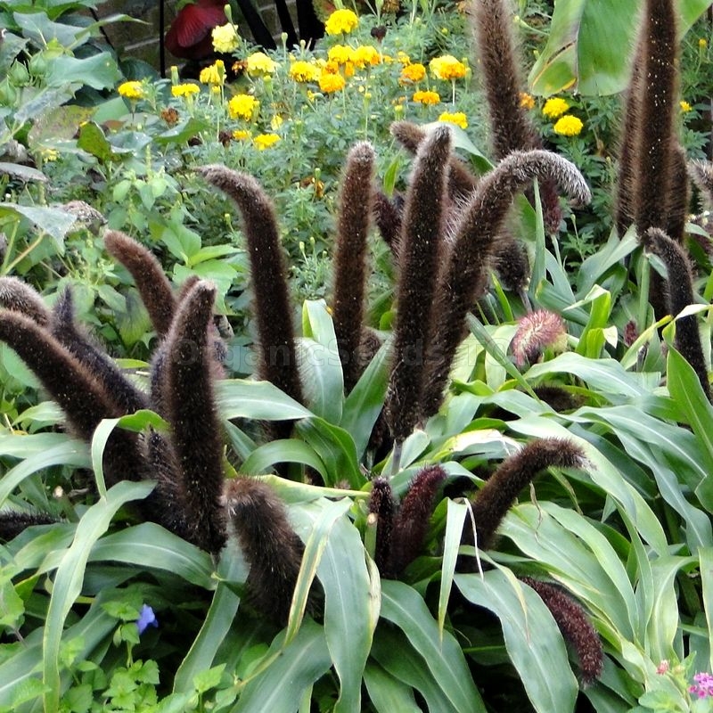 Copper Prince Organic Seeds (Pennisetum Glaucum) - Shipping is free for ...