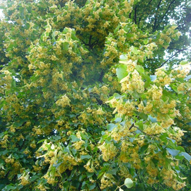 Linden carolina (Tilia caroliniana)