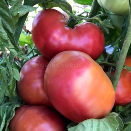 «African Queen» - Organic Tomato Seeds
