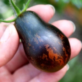 «Blue Keys» - Organic Tomato Seeds