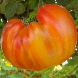 «Burracker's Favorite» - Organic Tomato Seeds