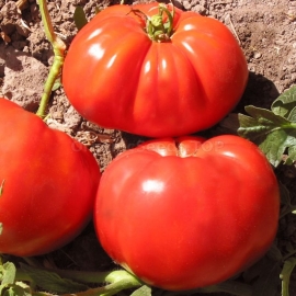 «Carol Chyko's Big Paste» - Organic Tomato Seeds