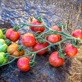 «Cherriots of Fire» - Organic Tomato Seeds