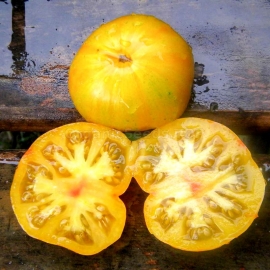 «Delta Diver» - Organic Tomato Seeds