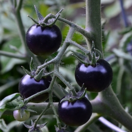«Fahrenheit Blues» - Organic Tomato Seeds