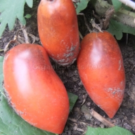 «OSU O Blonde Avec Tetons» - Organic Tomato Seeds