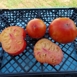 «Marizol Gold» - Organic Tomato Seeds