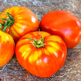 «Virginia Sweet» - Organic Tomato Seeds
