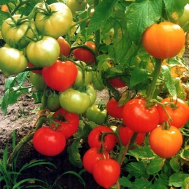 «Solomon» - Organic Tomato Seeds