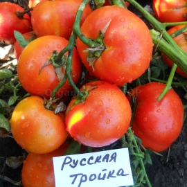 «Ukrainian Trio» - Organic Tomato Seeds
