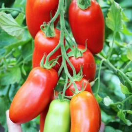 «Comet» - Organic Tomato Seeds