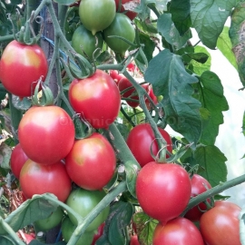 «Miner» - Organic Tomato Seeds