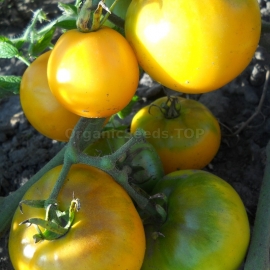 «Sunny Dreams» - Organic Tomato Seeds