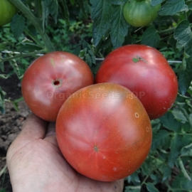 «Diet Champion» - Organic Tomato Seeds