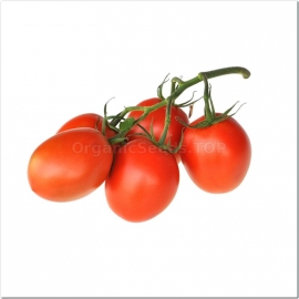 «Cherrydona» - Organic Tomato Seeds