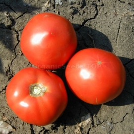 «Bagheera» - Organic Tomato Seeds