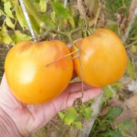 «Joyful» - Organic Tomato Seeds