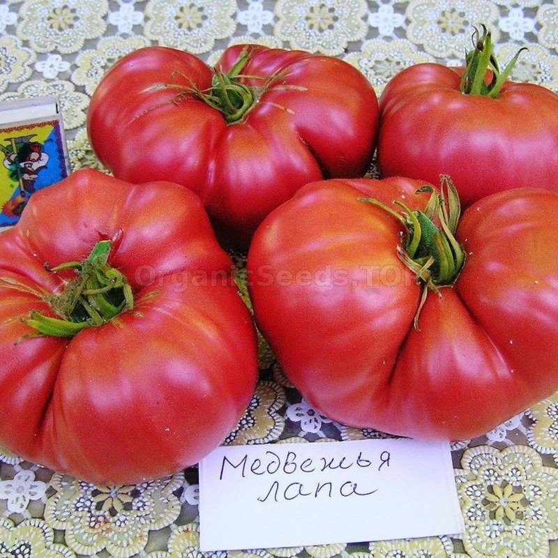 «Bear Paw» - Organic Tomato Seeds - Shipping is free for orders over €50