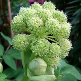 «Holy Ghost» - Organic Angelica Archangelica Seeds