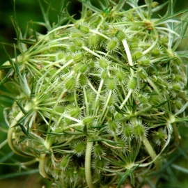 Queen Anne’s Lace Seeds (Daucus Carota)