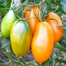 «Golden Koenigsberg» - Organic Tomato Seeds